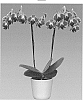 Phalaenopsis%20hybrida%20%27Day%20Tripper%27