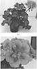Pelargonium%20interspecific%20%27PEQZ0030%27