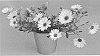Osteospermum%20ecklonis%20%27KLEOE16287%27