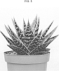Gasteraloe%20Guillaumin%20%27OVROCKS02%27