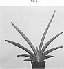 Sansevieria%20hybrid%20%27SUPSAN1605%27