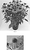 Echinacea%20x%20hybrida%20%27Balsomanita%27