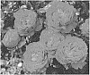 Rosa%20hybrida%20%27KORroleotu%27