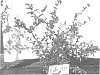 Vaccinium%20hybrid%20%27Ridley%201212%27
