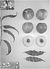 Prunus%20persica%20%27Pearlicious%20XX%27