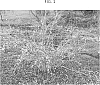 Forsythia%20x%20intermedia%20%27BJ2013%27