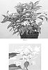 Hydrangea%20paniculata%20%27Little%20Ema%27