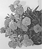 Dianthus%20hybrida%20%27DCACA06-0%27