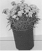 Dianthus%20hybrida%20%27DCACA07-0%27
