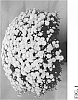 Chrysanthemum%20x%20morifolium%20Ramat.%20%27Zanmulpine%27