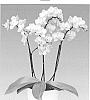 Phalaenopsis%20hybrida%20%27Golden%20Story%27