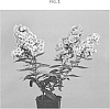 Phlox%20paniculata%20%27HOG1702%27
