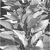 Hosta%20hybrid%20%27Hasta%20Ma%C3%83%C2%B1ana%27
