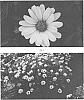 Osteospermum%20ecklonis%20%27OSTZ0009%27