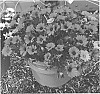 Osteospermum%20ecklonis%20%27KLEOE16285%27