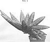 Sansevieria%20cylindrica%20%27SUPSAN1607%27