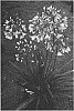 Agapanthus%20hybrid%20%27MDB001%27