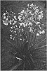 Agapanthus%20hybrid%20%27MDB001%27