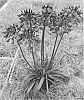Agapanthus%20hybrid%20%27MP003%27