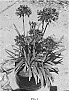 Agapanthus%20hybrid%20%27SDB002%27