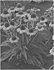 Echinacea%20spp.%20%27TNECHPG%27