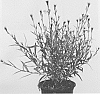 Gaura%20lindheimeri%20%27URIBLBP%27