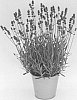 Lavandula%20angustifolia%20%27KLELV16119%27
