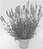 Lavandula%20angustifolia%20%27KLELV16122%27