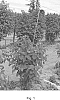 Rubus%20idaeus%20L.%20%27NN12026%27
