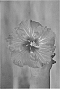 Hibiscus%20rosa-sinensis%20%27DUP-STR%27