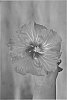 Hibiscus%20rosa-sinensis%20%27DUP-STR%27