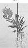 Vanda%20Jones%20ex%20R.%20Br.%20%27SPCDW1519%27