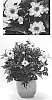 Dahlia%20variabilis%20%27G15307%27