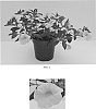Calibrachoa%20x%20hybrida%20%27Balcaboldel%27