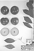Prunus%20salicina%20%27Plumcandy%20XIV%27