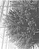 Cytisus%20scoparius%20%27SMNCSCRY%27