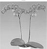 Phalaenopsis%20hybrida%20%27Eternal%20Flame%27