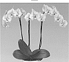 Phalaenopsis%20hybrida%20%27Mellowstar%27