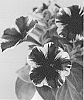 Petunia%20X%20hybrida%20%27Dopetsmimar%27