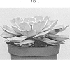 Echeveria%20lilacina%20%27OVPEARLS02%27