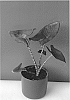 Alocasia%20zebrina%20%27AARALZE001%27