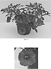 Calibrachoa%20x%20hybrida%20%27Balcabightlu%27