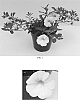 Calibrachoa%20x%20hybrida%20%27Balcal14141%27