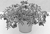 Calibrachoa%20sp.%20%27KLECA16316%27