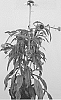 Echinacea%20hybrida%20%27BLUS302%27