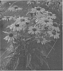 Echinacea%20spp.%20%27TNECHPR%27