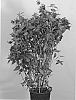 Monarda%20didyma%20%27Allvin%27