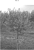 Olea%20europaea%20%27Lecciana%27