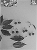 Prunus%20avium%20%27Glensweet%20I%27