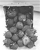Fragaria%20x%20ananassa%20Duch.%20%27Archer%27